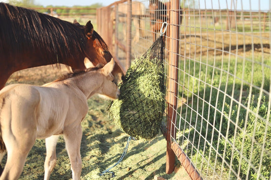 Hay Chix® Half Bale Net 1 3/4" Original